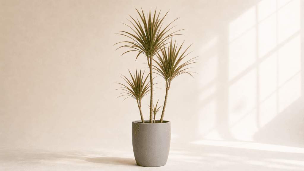 Dragon Tree houseplant