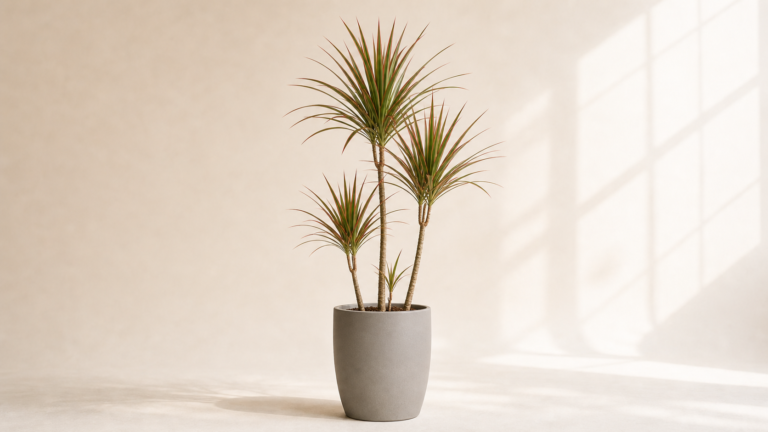 Dragon Tree houseplant