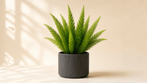 Foxtail Fern