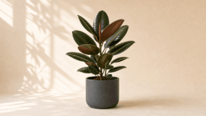 Robusta Rubber Plant