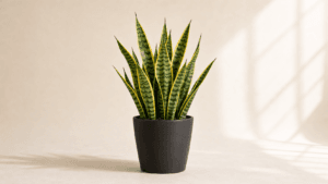 Snake Plant Laurentii