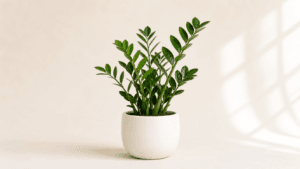 ZZ Plant
