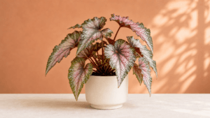 Begonia ‘Gordon Angle Blush’ houseplant