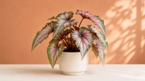 Begonia 'Garden Angel Blush' in a pot