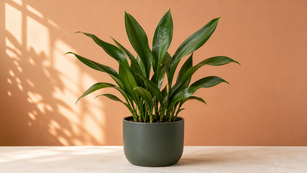 Cast Iron Plant houseplant