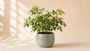 Chinese Perfume Plant in a pot