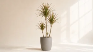 Dragon Tree in a pot