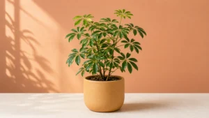 Dwarf Umbrella Tree in a pot