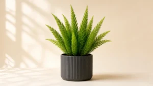 Foxtail Fern in a pot