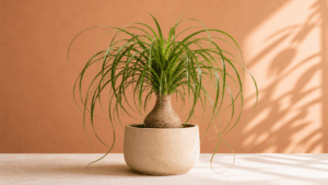 Ponytail Palm houseplant