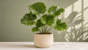 Ruffled Fan Palm houseplant