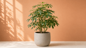 Umbrella Tree houseplant
