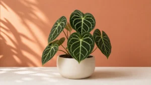Anthurium Clarinervium in a pot