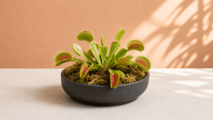 Venus Flytrap houseplant