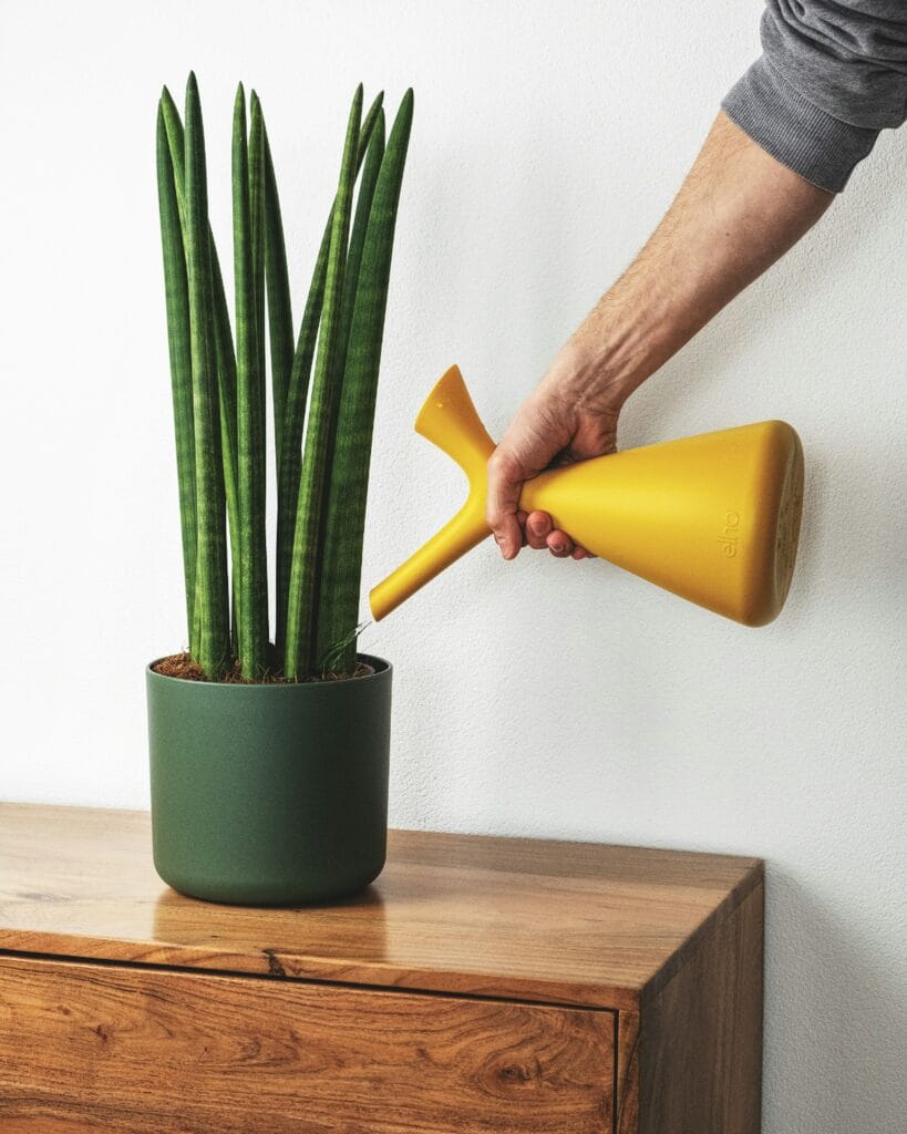 Low Watering Plants