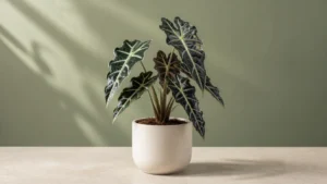 Alocasia Polly in a pot