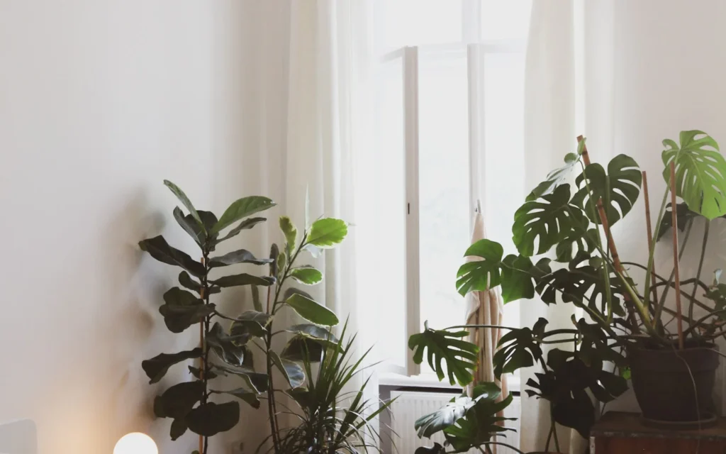 Compact bedroom houseplants on a small nightstand in filtered light