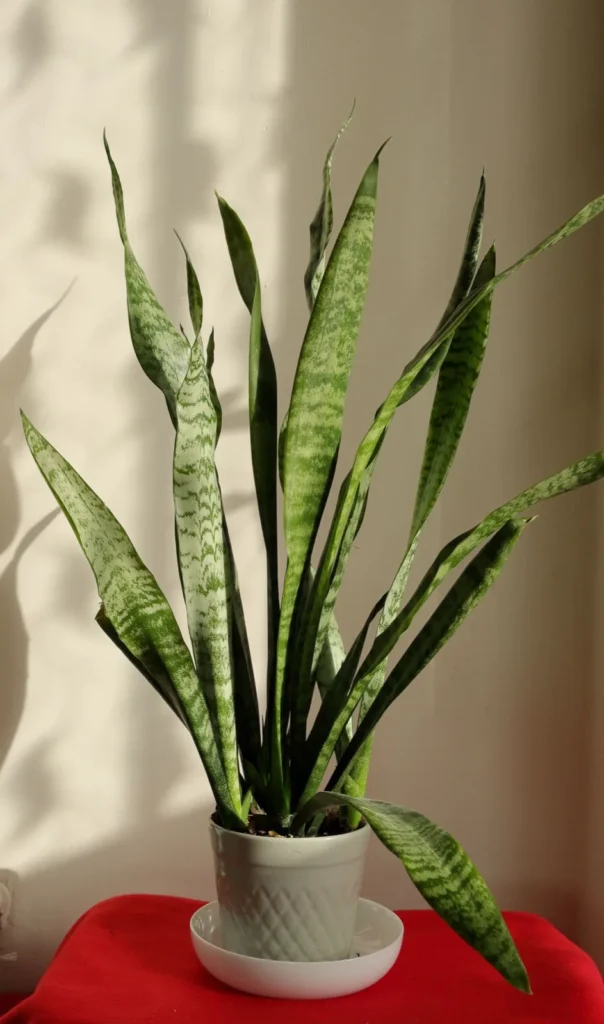 A bot of snake plant display on the table