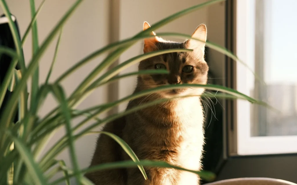 Cat peeking through indoor plants by a sunny window