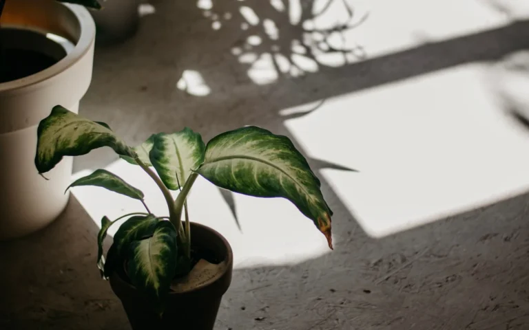 Green houseplants in a dim corner with dramatic leaf shadows