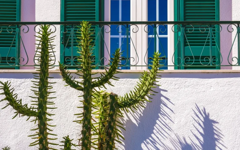 Cactus plants in front of a sunny balcony with green shutters