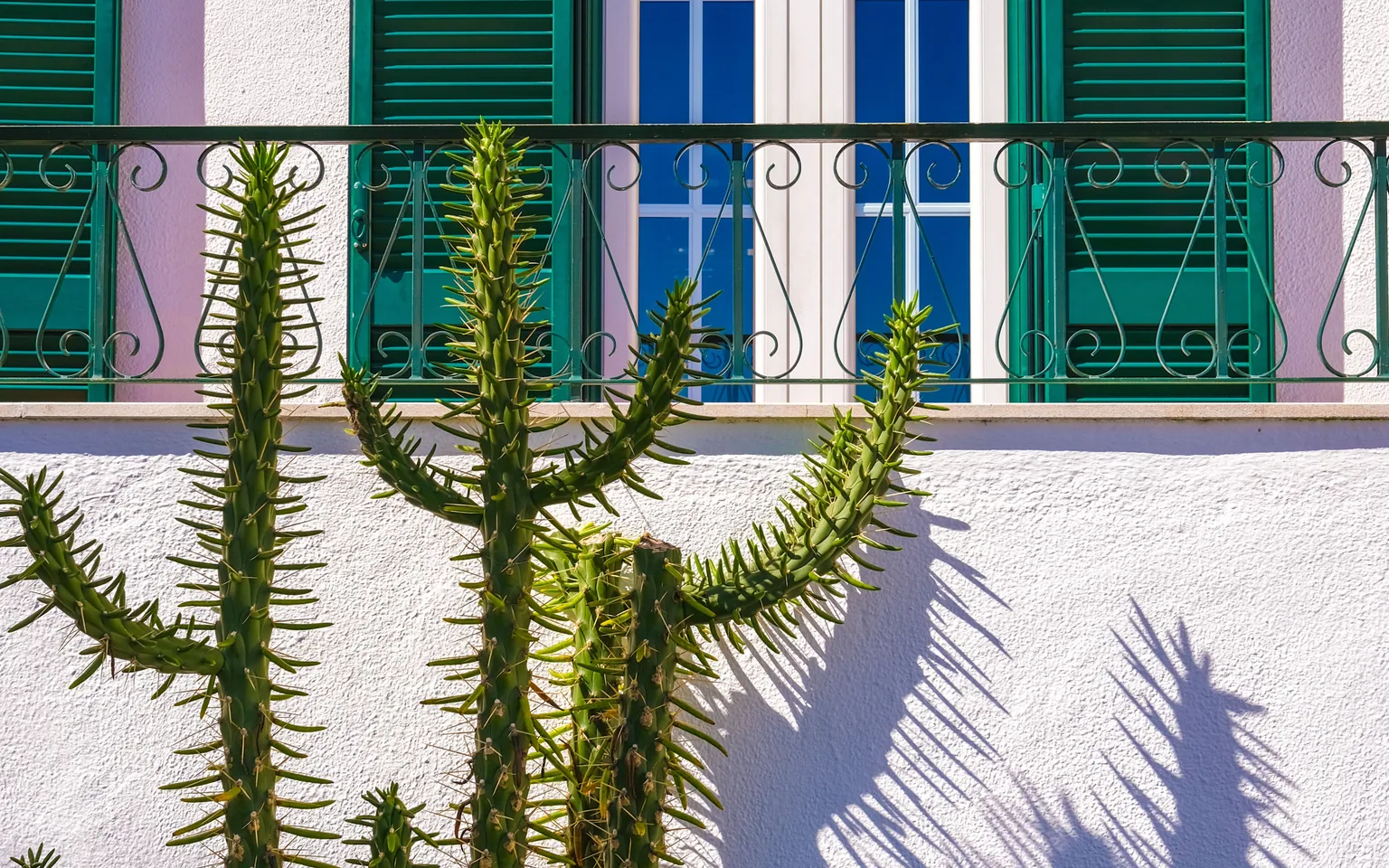 Cactus plants in front of a sunny balcony with green shutters