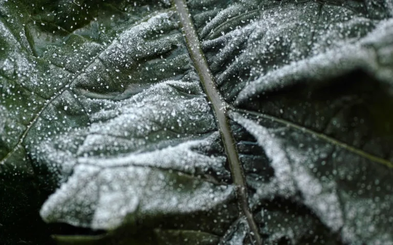 Close-up of a leaf covered with white powdery mildew-like coating