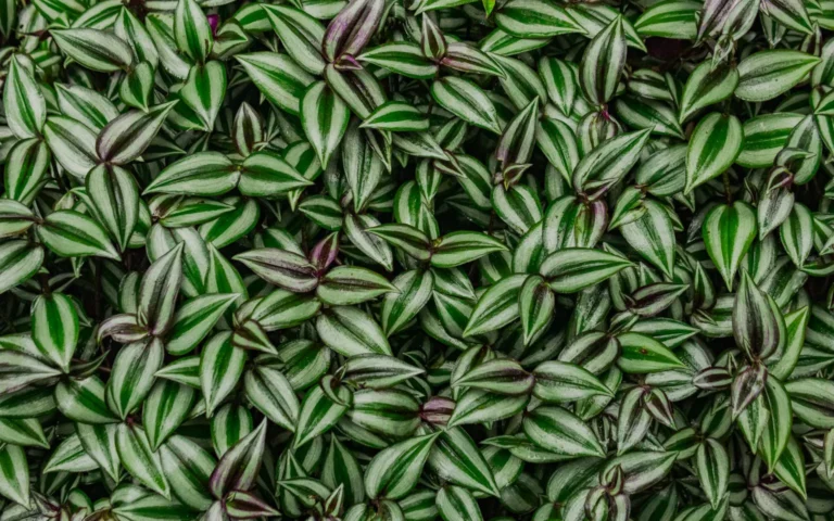 Vibrant Tradescantia zebrina foliage with purple-and-silver striped leaves