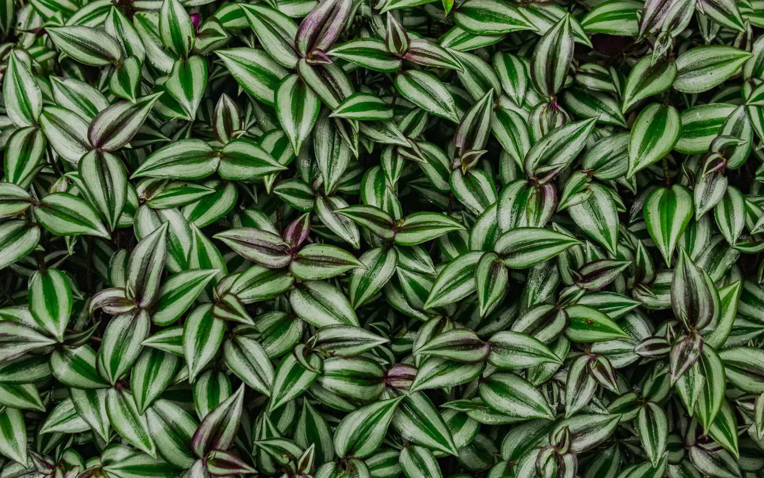 Vibrant Tradescantia zebrina foliage with purple-and-silver striped leaves