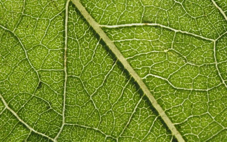 Macro photograph of green leaf veins showing a reticulate network pattern