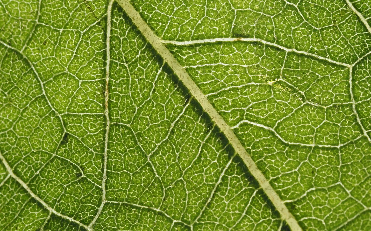 Macro photograph of green leaf veins showing a reticulate network pattern