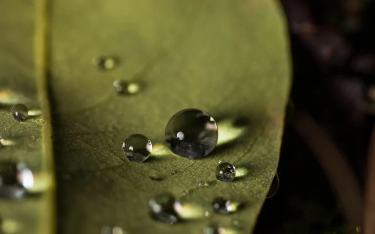 Water droplets resting on the surface of a green houseplant leaf