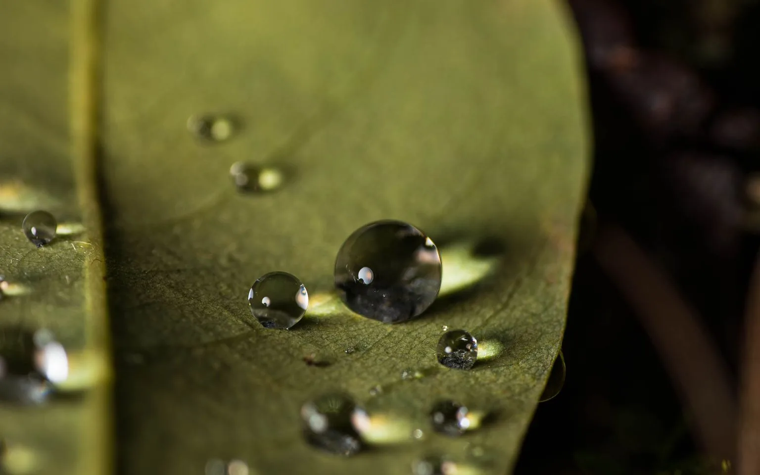 Water droplets resting on the surface of a green houseplant leaf