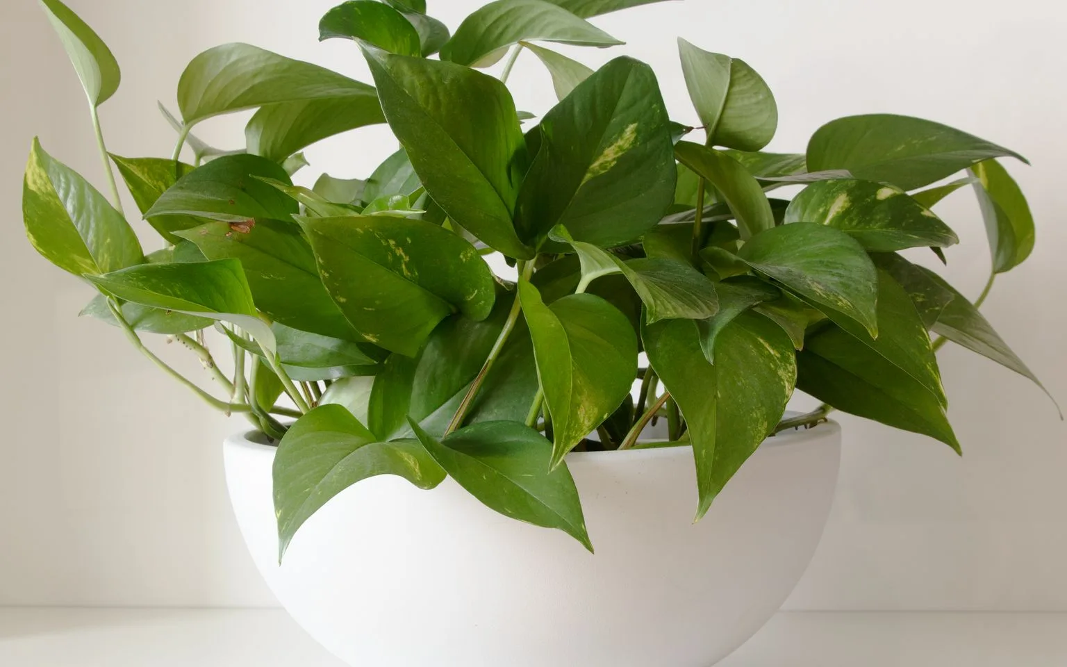 Golden pothos vines growing from a white indoor planter