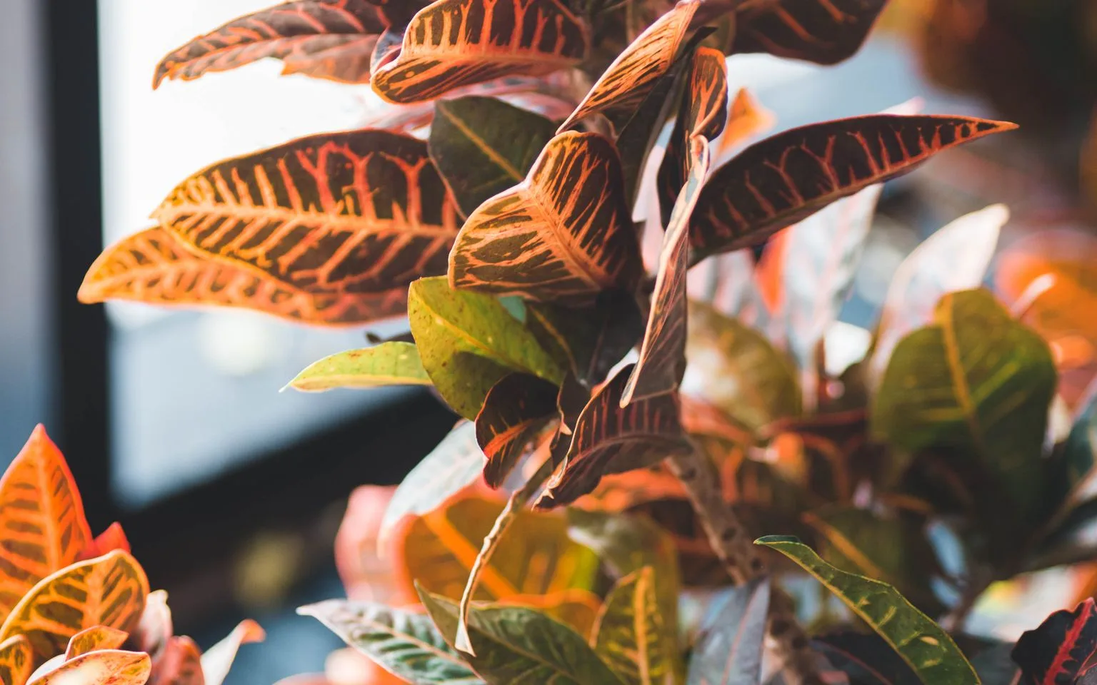 Close-up of a croton houseplant with red, orange, and green variegated leaves
