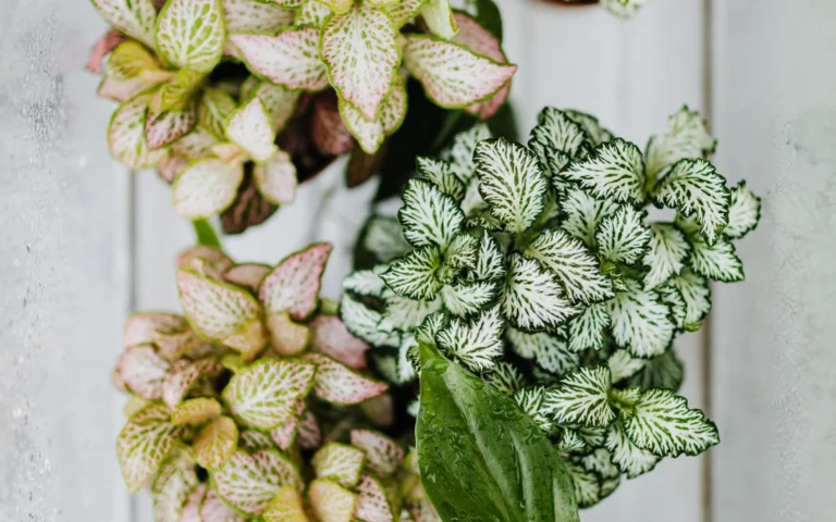 Flatlay of assorted potted houseplants including fittonia and caladium with varied leaf patterns