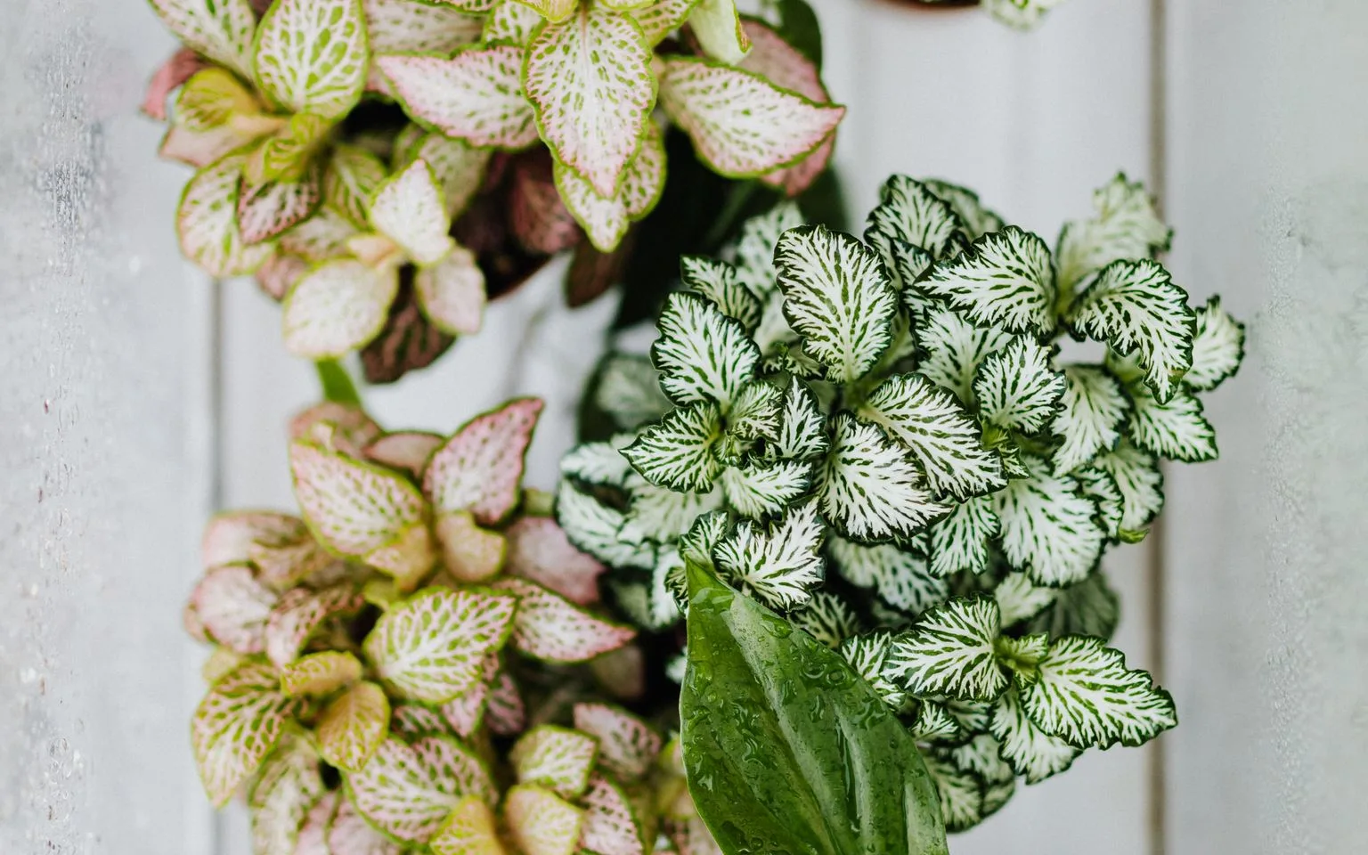 Flatlay of assorted potted houseplants including fittonia and caladium with varied leaf patterns