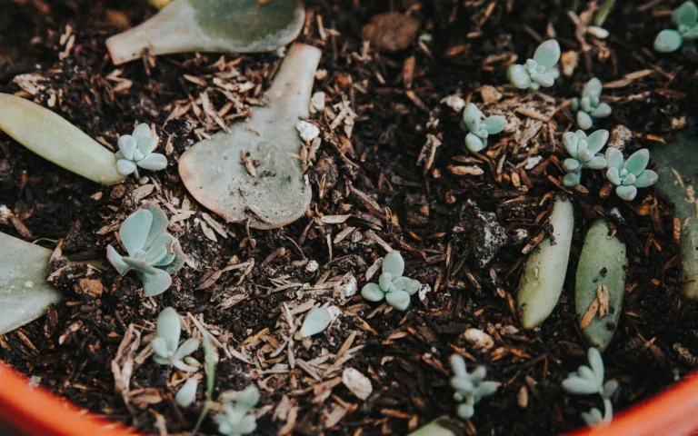 Close-up of small succulent leaf cuttings propagating in dark, well-draining potting mix