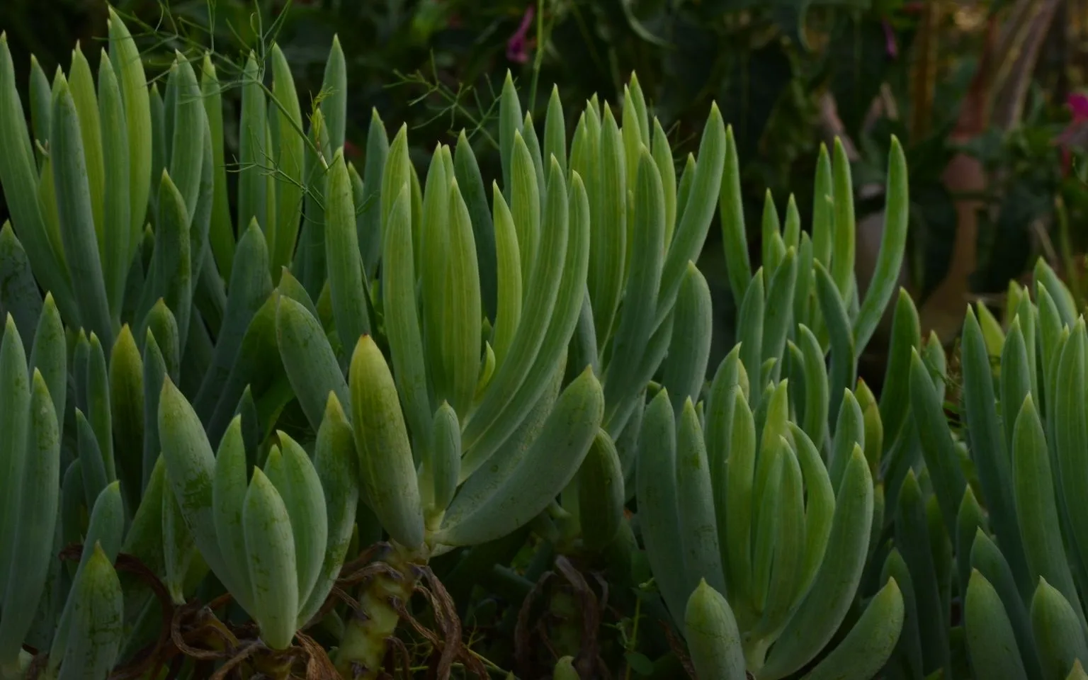 Cluster of green succulent plants with upright, elongated leaves growing closely together