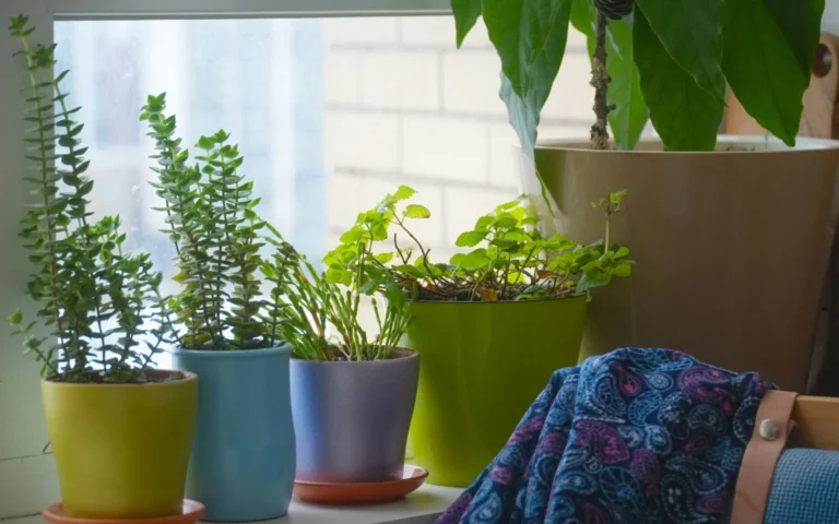Row of small potted houseplants in colorful ceramic pots lined up on an indoor windowsill
