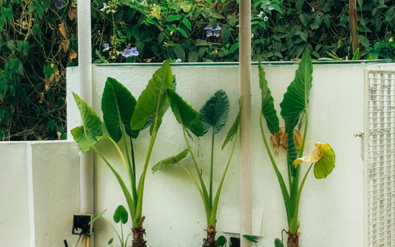 Collection of potted houseplants arranged on an outdoor ledge against a building wall