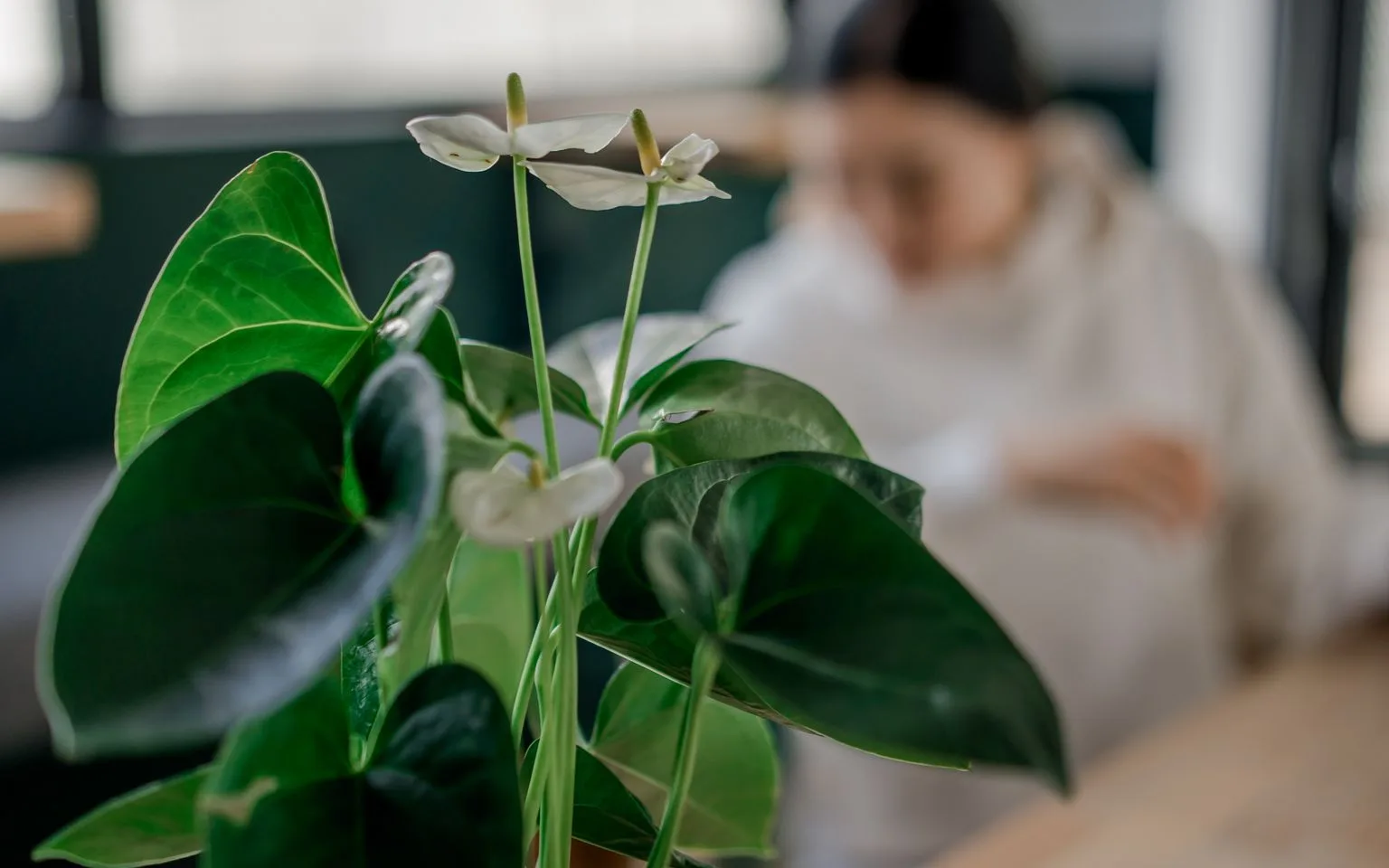 Close-up of an anthurium plant with glossy green leaves and white spathes
