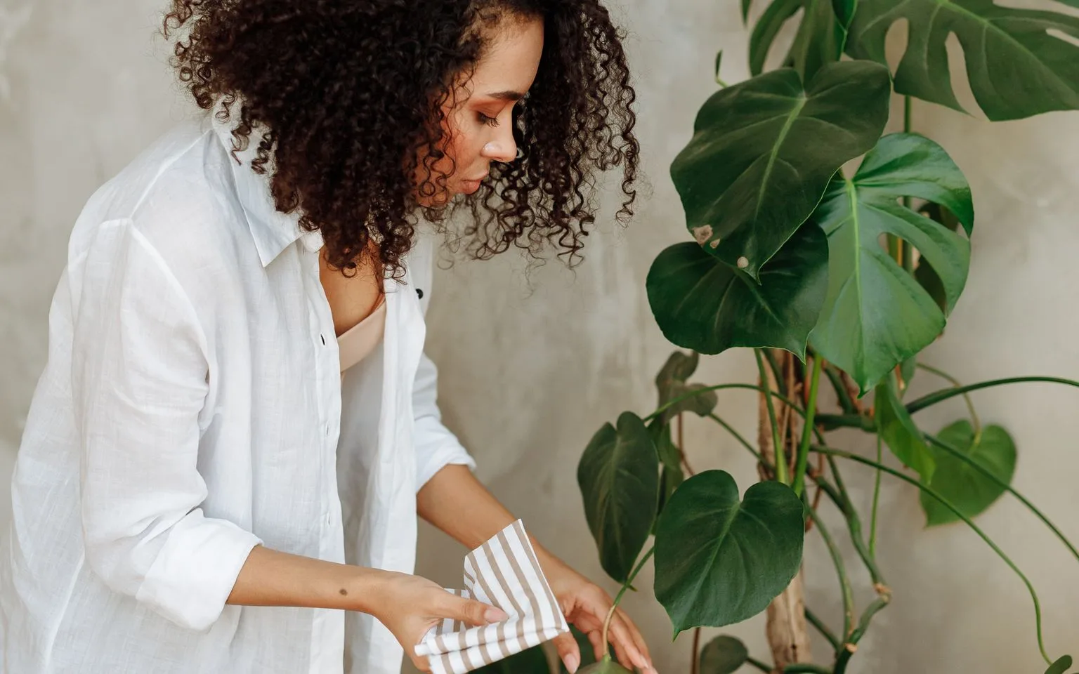 Woman gently wiping the large green leaves of a Monstera houseplant with a cloth