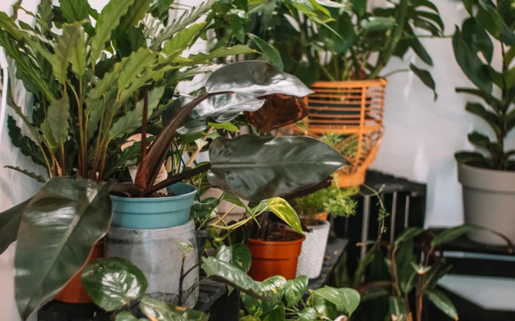 Lush collection of various potted houseplants displayed in a room interior