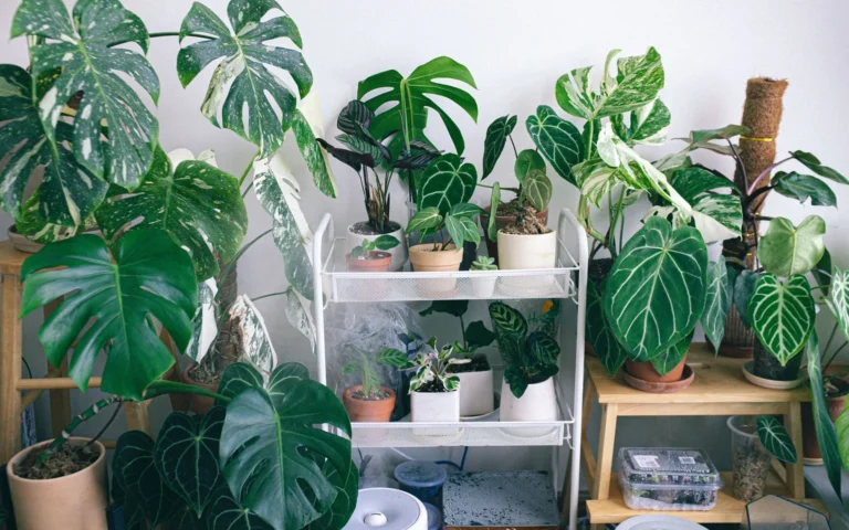 Office shelf with several houseplants and yellow sticky traps near the pots