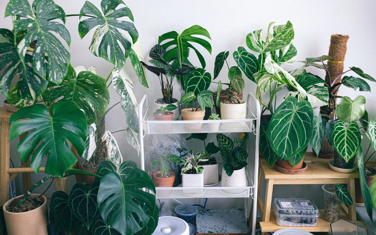 Office shelf with several houseplants and yellow sticky traps near the pots