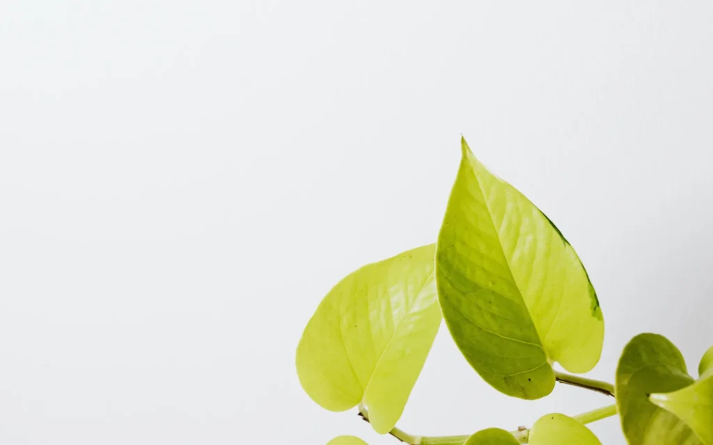 Bright neon pothos vines trailing from a hanging pot in a sunny indoor room