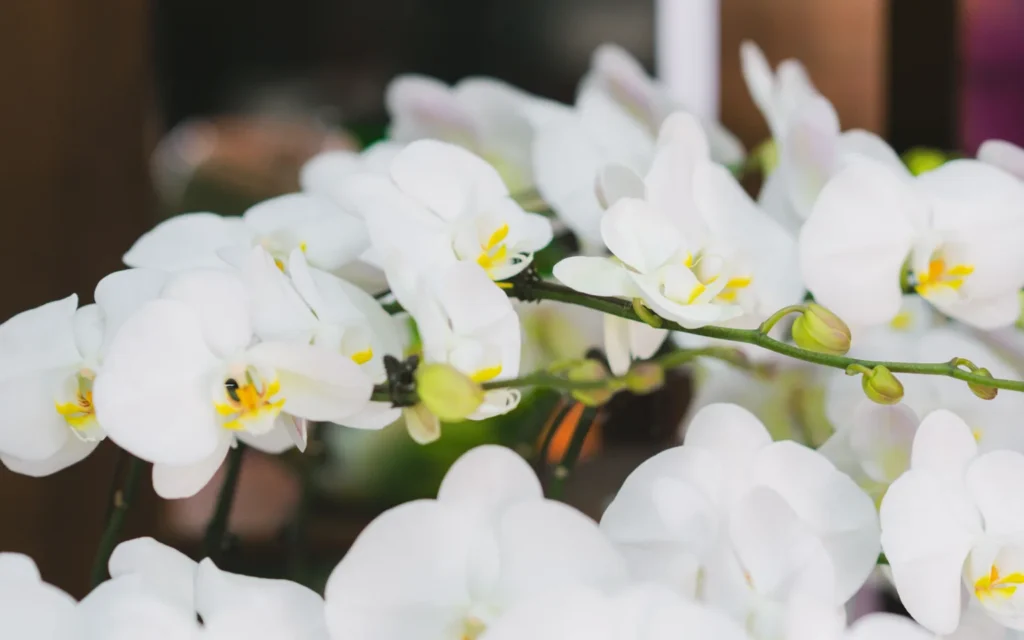 Indoor orchid with multiple open flowers near a bright window