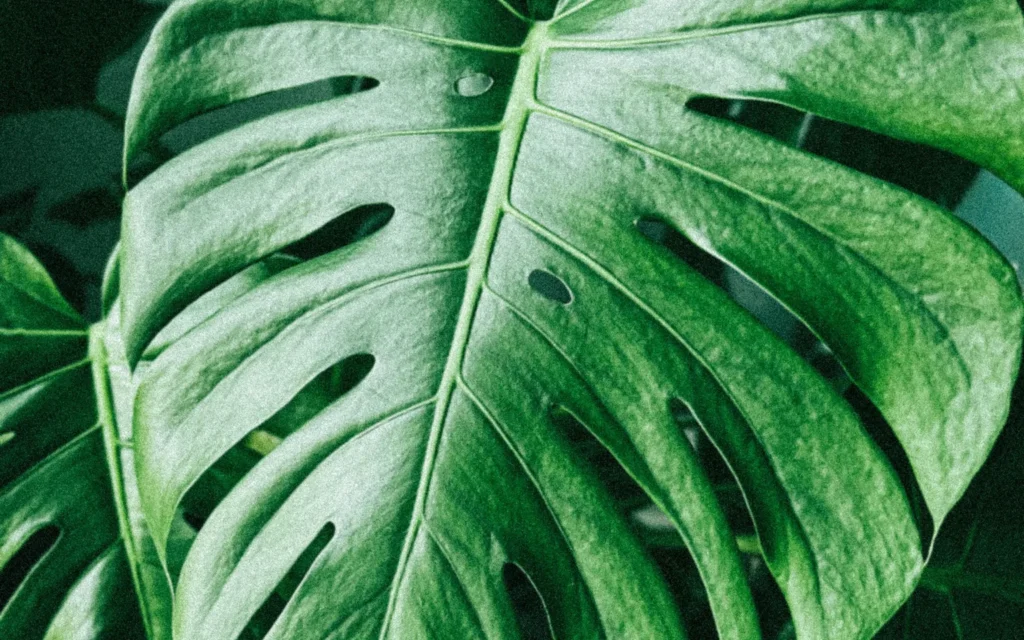 Sticky Monstera Leaves; Sticky glossy spots visible on a Monstera leaf in bright indoor light