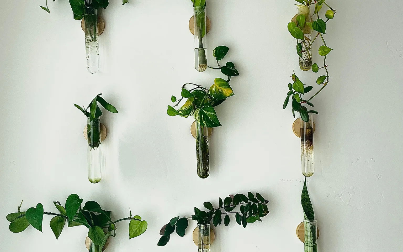 A bright indoor living wall with mixed green houseplants mounted neatly on a home wall